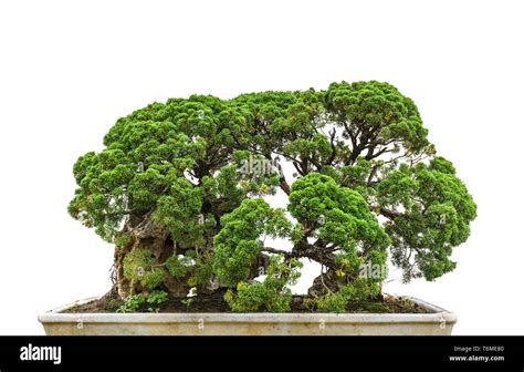 Schöne kleine bonsai Fotos und Bildmaterial in hoher Auflösung Alamy