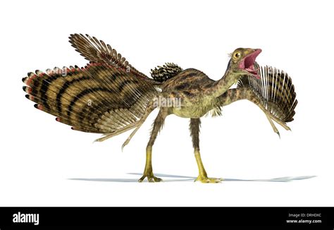 Foto Realista Y Científicamente Correcta Representación De Un Dinosaurio Archaeopteryx La Vista