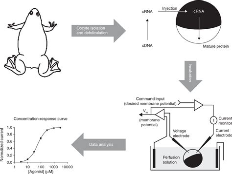 Figure 1 From The Use Of Xenopus Oocytes In Drug Screening Semantic