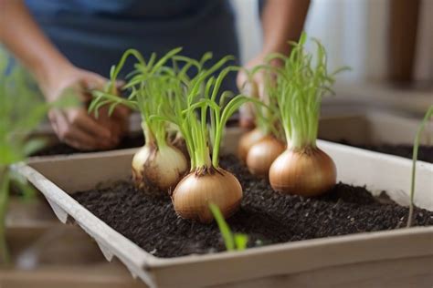 How To Start Onion Seeds Indoors