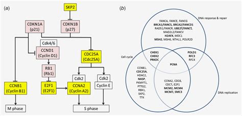 Signaling Relationships Between Differentially Expressed Cell Cycle Download Scientific Diagram