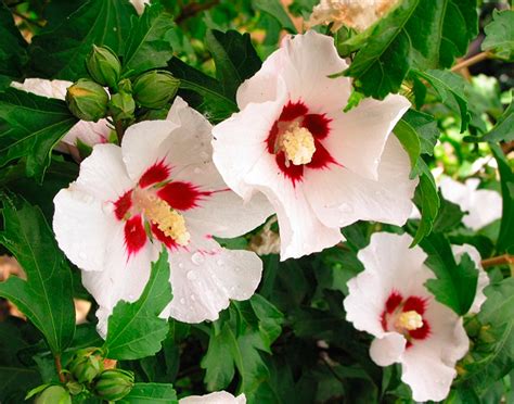 Gartenhibiskus Hibiscus syriacus richtig pflegen und gießen