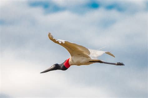 Jabiru Images – Browse 3,730 Stock Photos, Vectors, and Video | Adobe Stock