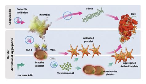 Synergy Of Dual Pathway Inhibition On Platelet Activation Combining