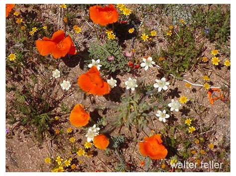 Mojave Desert Wildflowers