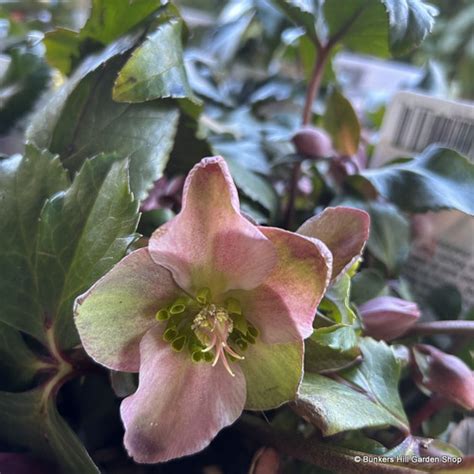 Helleborus Angel Glow 3l Bunkers Hill Plant Nursery