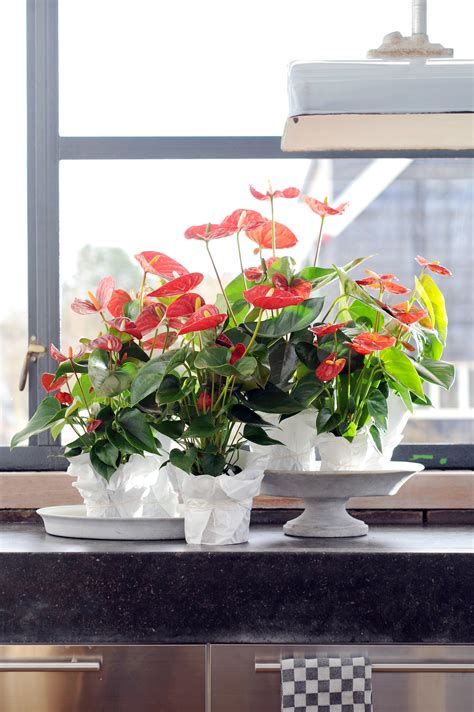 Anthurium_plants_care_tips_flowers_falmingo_flower_flamingo
