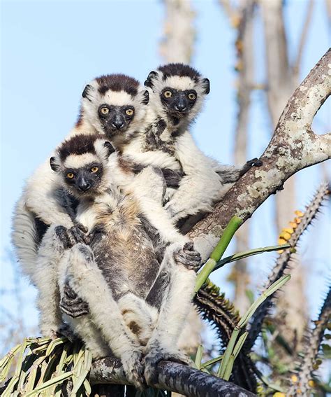 Jose E Hernandez World: Lemurs