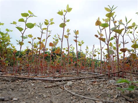 Japanese Knotweed What Does It Look Like And Why Is