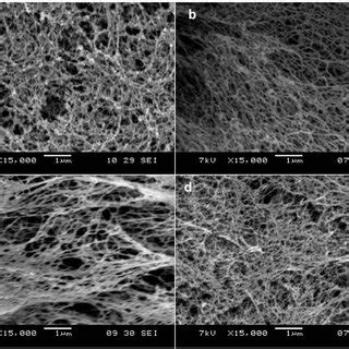 Sem Images Of Matrigel And Various Designer Peptide Nanofiber