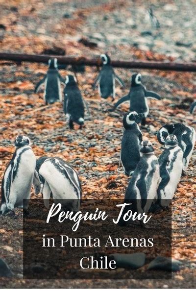 March Of The Penguins And The Roar Of Sea Lions In Punta Arenas, Chile ...