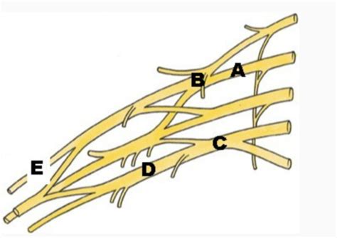 summer anatomy practice questions upper limb flashcards quizlet