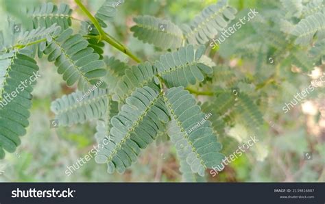 Kikar Acacia Acatia Tree Leaves Gum Stock Photo 2139816887 | Shutterstock