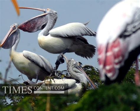 Siberian Birds Feature Photo Siberian Birds, a rare bre...