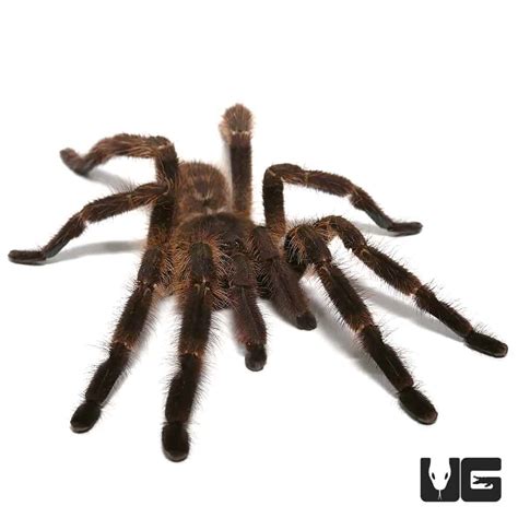 Wessels Tiger Ornamental Tarantulas For Sale Underground Reptiles