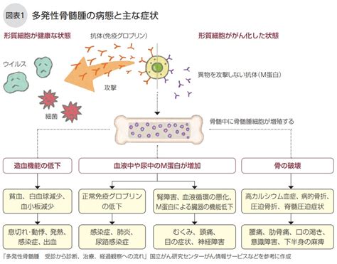 多発性骨髄腫とは Npo法人キャンサーネットジャパン