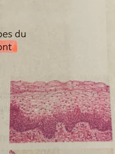 Histologie Syst Me Digestif Et Glandes Annexes Karteikarten Quizlet