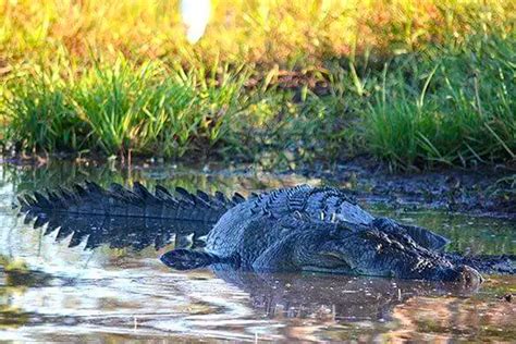 Northern Territory Wildlife and Environments Daytrip » Dreamtime ...