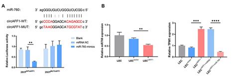 CircAFF1 Increased TPM1 Expression By Sponging MiR 760 A The Upper