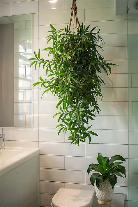 Bathroom Plants For Windowless Spaces Inspiration