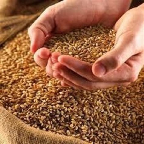 Organic Sharbati Wheat Grain Packaging Size 20 To 50 Kg Packaging