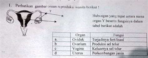 Solved Perhatikan Gambar Organ Reproduksi Wanita Berikut Hubungan