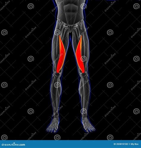 Vastus Medialis Muscle Anatomy for Medical Concept 3D Illustration