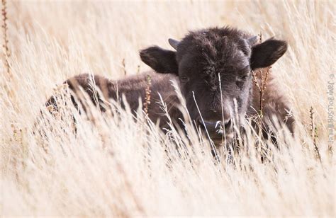 Wildlife photography, Antelope island, Wildlife