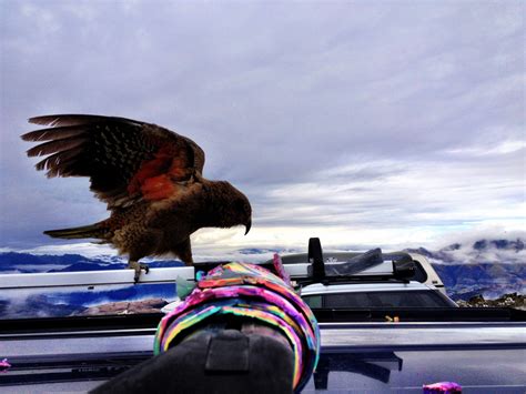 Kea birds eating rubber off the car | Bald eagle, Birds, Nature