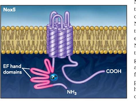 Figure 1 From Modulation Of Vascular Smooth Muscle Signaling By