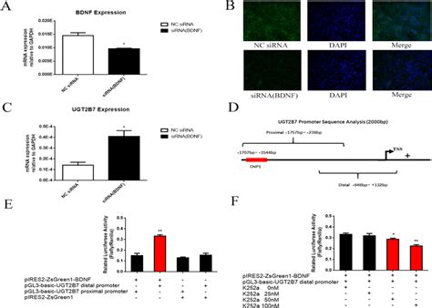 BDNF Regulates UGT2B7 Through Promoter Transactivation A MRNA