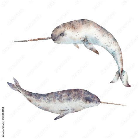 Narwhal Illustration