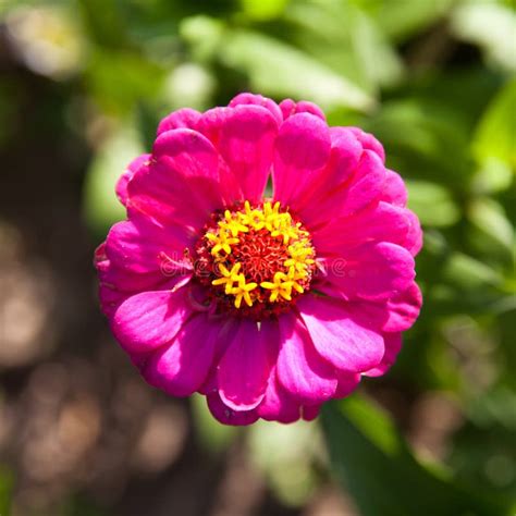 Pink Tithonia Flower. Garden Flower Close-up Stock Photo - Image of ...