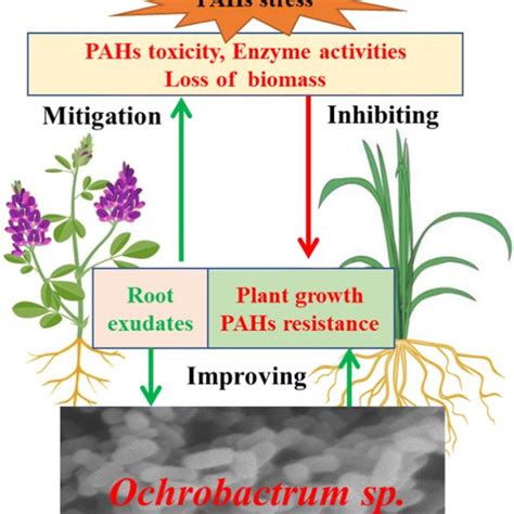 Schematic Diagram Of The Pw Effects On Phytoremediation Of Download Scientific Diagram