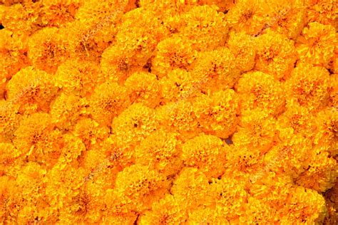 Marigold flower background — Stock Photo © sirastockid08 #93709346