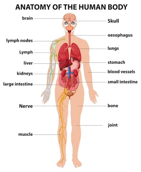 Human Anatomy Diagram