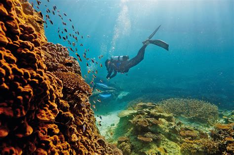 Discover The Diverse Marine Life And Vivid Colours Of The Great Barrier