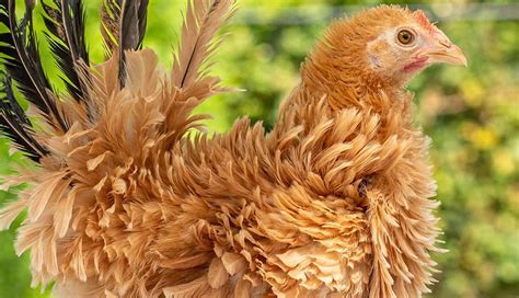 Chicken Fodder Types Of Chicken Fodder Guide