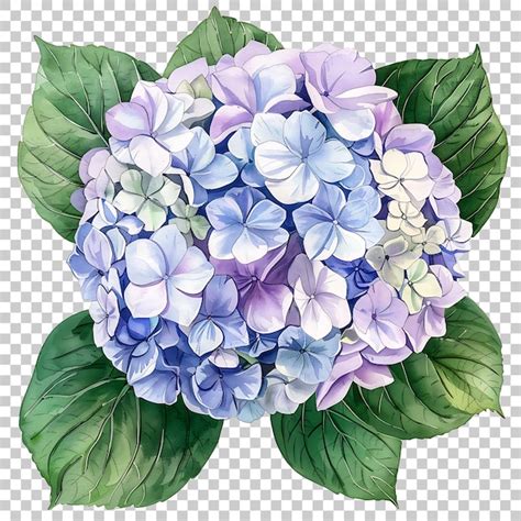 Acuarela De Hortensias Png Con Fondo Transparente Archivo Psd Premium