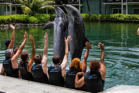 Dolphin Quest At The Kahala Hotel And Resort In Honolulu