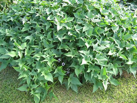 National Tropical Botanical Garden | Ipomoea batatas - Plant Detail - Tropical Plants Database