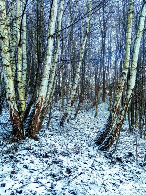 Jlez Poland Natura 686 044 Birch Trees Winter In Poland Brzozy