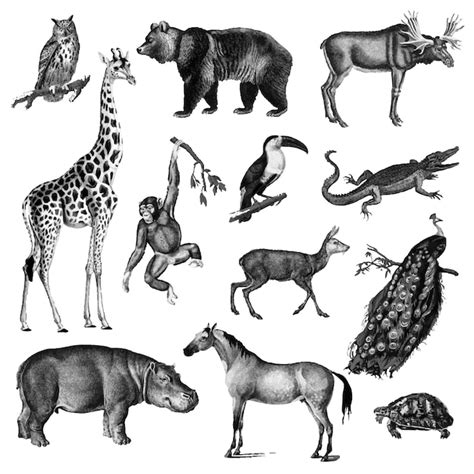 Free Vector Vintage Illustrations Of Animals