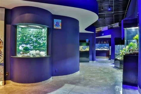 Guadalajara: Acuario Michin Entrance Ticket with Laser Tag | GetYourGuide