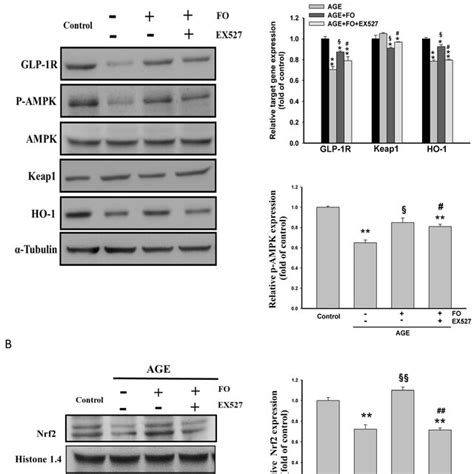 The Effects Of Fucoidan On Nrf2 Activation And The Expression Of