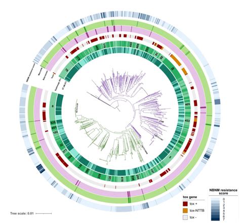 Phylogenetic Tree Of Corynebacterium Diphtheriae The Tree Was