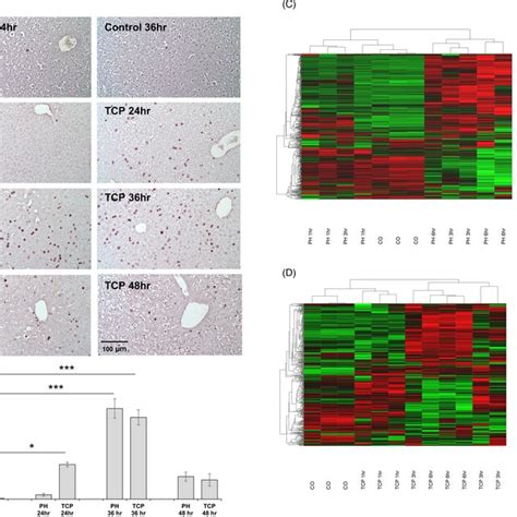 Hepatocyte Proliferation And Global Gene Expression Profile Following