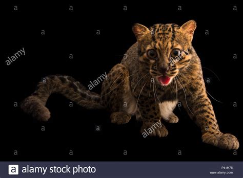 Marbled Cat Stock Photos & Marbled Cat Stock Images - Alamy