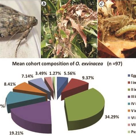 A Female Moth Orthaga Exvinacea B Web On Mango Tree C Larva Within