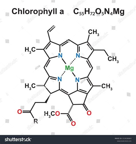 Chlorophyll Chemical Structure Vector Illustration Stock Vector